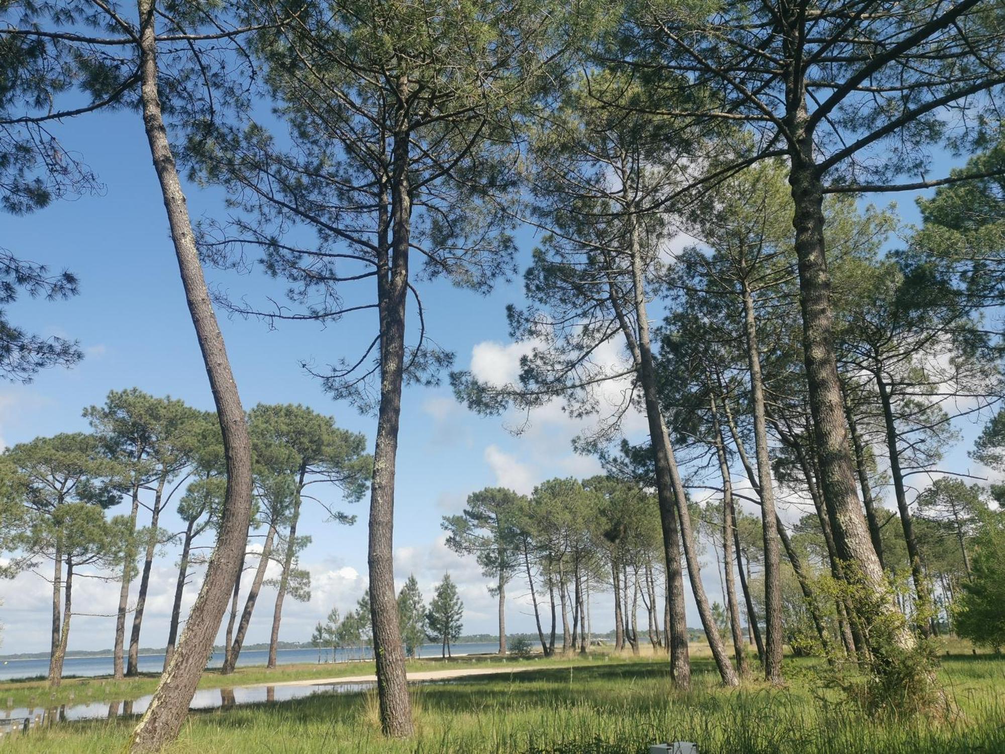 Appartements Au Coeur Du Golf, Proche Du Lac Et Velodyssee Biscarrosse Zewnętrze zdjęcie